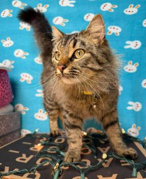 Domestic Long Hair Cats Available for Adoption in Muskego, Wisconsin - Caliope - Sweet Gorgeous Long Hair | PetCurious