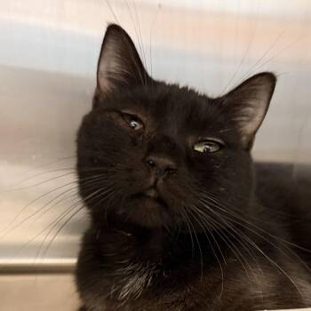 Plumette -  Domestic Short Hair Cat for Adoption in Palm Springs, California - Plumette | PetCurious
