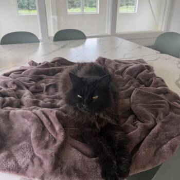 Becca -  Domestic Medium Hair Cat for Adoption in Chapel Hill, North Carolina - Becca | PetCurious