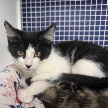 Rescue Domestic Short Hair Cats for Adoption in Danbury, Connecticut - Harvest | PetCurious