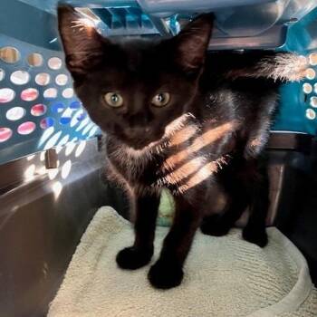 Lavender - Chow Hound Northland -  Domestic Short Hair Cat for Adoption in Grand Rapids, Michigan - Lavender - Chow Hound Northland | PetCurious