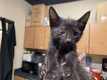 BATMAN -  Domestic Short Hair Cat for Adoption in Modesto, California - BATMAN | PetCurious