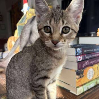 Rescue Domestic Short Hair Cats for Adoption in Plainfield, Illinois - Soba | PetCurious