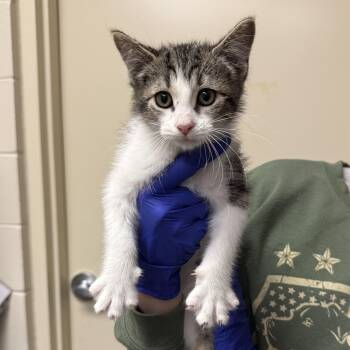 Post Meowlone -  Domestic Short Hair Cat Available for Adoption in Kearney, Nebraska - Post Meowlone | PetCurious