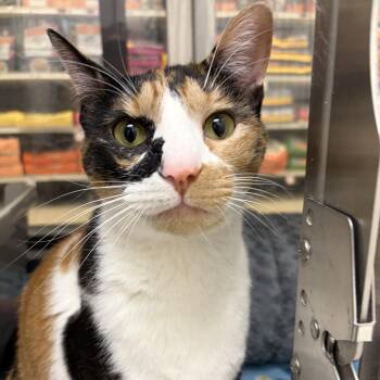 Roxy -  Domestic Short Hair Cat for Adoption in Houston, Texas - Roxy | PetCurious