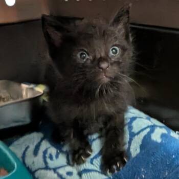 Waffles -  Domestic Medium Hair Cat for Adoption in Jefferson City, Tennessee - Waffles | PetCurious