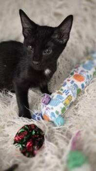 Cello -  Domestic Short Hair Cat for Adoption in Conway, South Carolina - Cello | PetCurious