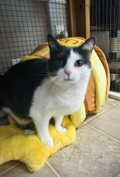 Tippy -  Domestic Short Hair Cat Available for Adoption in Littlestown, Pennsylvania - Tippy | PetCurious