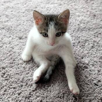 Baby Mia -  Turkish Van and Domestic Short Hair Cat for Adoption in Liverpool, Texas - Baby Mia | PetCurious
