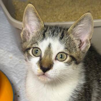 Domestic Short Hair Cats Available for Adoption - Surfside | PetCurious