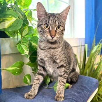 Biscuit Butter -  Tabby and Domestic Short Hair Cat for Adoption in Friendswood, Texas - Biscuit Butter | PetCurious