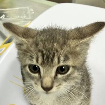 Knox -  Domestic Short Hair Cat for Adoption in Las Cruces, New Mexico - Knox | PetCurious