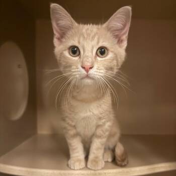 Clove - Butler Campus! -  Domestic Short Hair Cat for Adoption in Flagstaff, Arizona - Clove - Butler Campus! | PetCurious