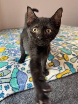 Dagger -  Domestic Short Hair Cat for Adoption in Milwaukee, Wisconsin - Dagger | PetCurious