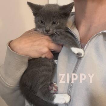 Zippy -  Domestic Short Hair Cat for Adoption in Westminster, California - Zippy | PetCurious