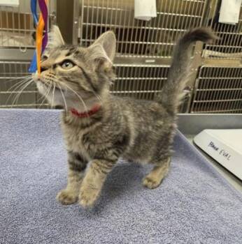 Bink -  Domestic Medium Hair and Domestic Short Hair Cat for Adoption in Westland, Michigan - Bink | PetCurious