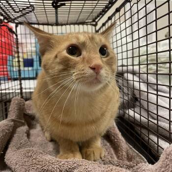 Wallen -  Domestic Short Hair Cat for Adoption in Chicago, Illinois - Wallen | PetCurious
