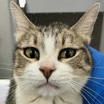 107661 -  Domestic Short Hair Cat for Adoption in Las Cruces, New Mexico - 107661 | PetCurious