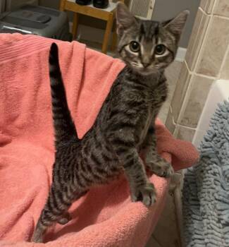 Paris -  Tabby and Domestic Short Hair Cat for Adoption in Columbia, South Carolina - Paris | PetCurious