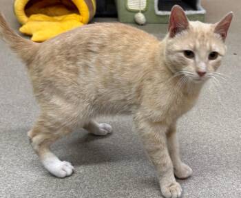 Domestic Short Hair Cats Available for Adoption in Edison, New Jersey - Parker | PetCurious