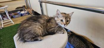 Gala -  Calico and Tabby Cat for Adoption in Powder Springs, Georgia - Gala | PetCurious