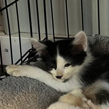 Peppercorn -  Domestic Short Hair Cat for Adoption in Marion, Illinois - Peppercorn | PetCurious