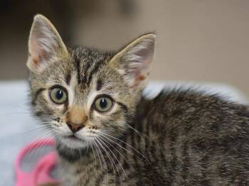 Nilla -  Domestic Short Hair Cat for Adoption in Portland, Oregon - Nilla | PetCurious