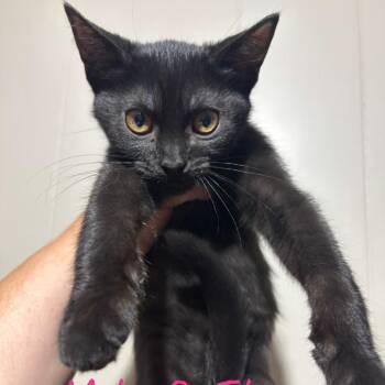 Mike and Ike -  Domestic Short Hair Cat for Adoption in Dekalb, Illinois - Mike And Ike | PetCurious