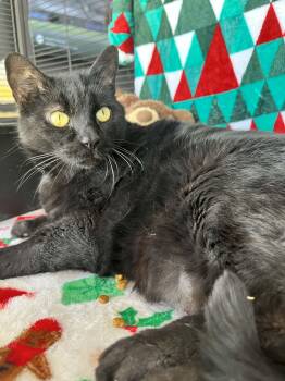 Rescue Domestic Medium Hair Cats for Adoption in Tavares, Florida - Grizzly Bear | PetCurious