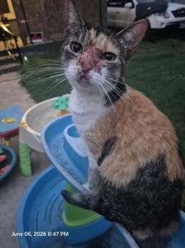 HOPEY -  Domestic Short Hair Cat for Adoption in San Antonio, Texas - HOPEY | PetCurious