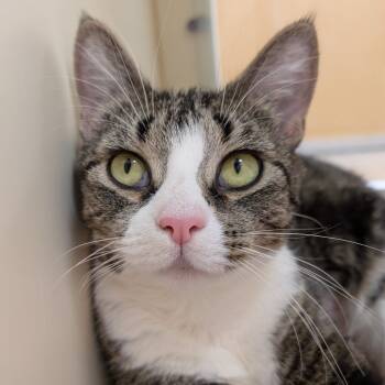Rescue Domestic Short Hair Cats for Adoption - Kiki | PetCurious
