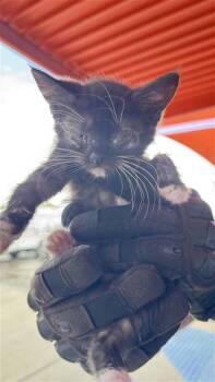 61179666 -  Domestic Short Hair Cat for Adoption in El Paso, Texas - 61179666 | PetCurious