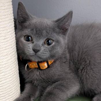 Chai -  Domestic Short Hair Cat Available for Adoption in Watertown, New York - Chai | PetCurious