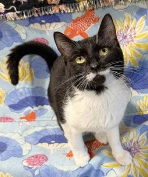 Domestic Short Hair Cats Available for Adoption in Lenexa, Kansas - Mickey #2 | PetCurious