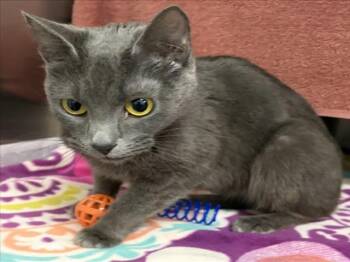 PRETZEL -  Domestic Short Hair Cat for Adoption in Derwood, Maryland - PRETZEL | PetCurious