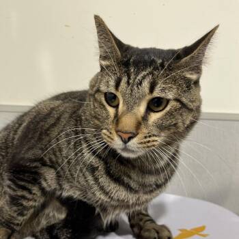 Domestic Short Hair Cats Available for Adoption in Tampa, Florida - Leo 2 | PetCurious