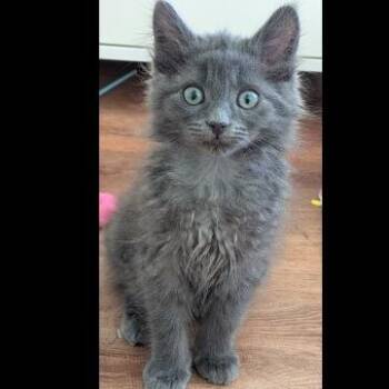 Catastrofe -  Domestic Medium Hair Cat Available for Adoption in Prescott, Arizona - Catastrofe | PetCurious