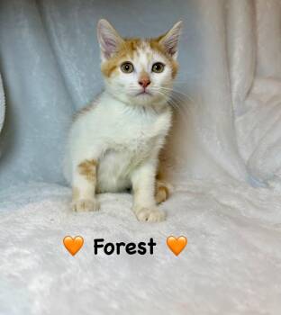 Domestic Short Hair Cats Available for Adoption in Copley, Ohio - Forest | PetCurious