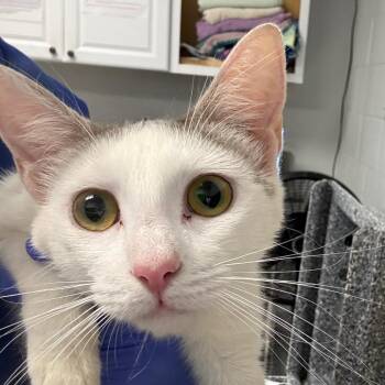 Mama Cat -  Domestic Short Hair Cat for Adoption in Greenville, South Carolina - Mama Cat | PetCurious