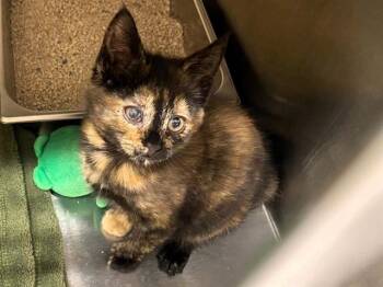TORPEDO -  Domestic Short Hair Cat for Adoption in Tustin, California - TORPEDO | PetCurious