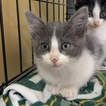 Ella -  Domestic Short Hair Cat for Adoption in Huntsville, Arkansas - Ella | PetCurious