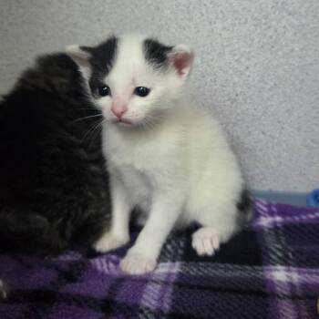 Domestic Short Hair Cats Available for Adoption in Newport, Tennessee - Flounder | PetCurious