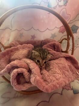 Whiskey -  Domestic Short Hair Cat for Adoption in Randolph, Alabama - Whiskey | PetCurious