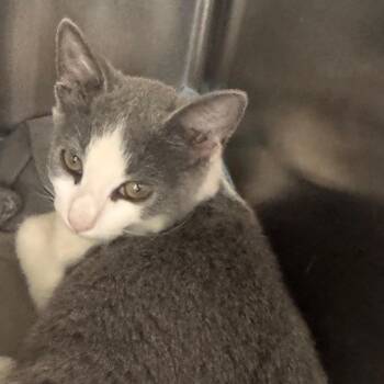 Rose -  Domestic Short Hair Cat for Adoption in Tampa, Florida - Rose | PetCurious