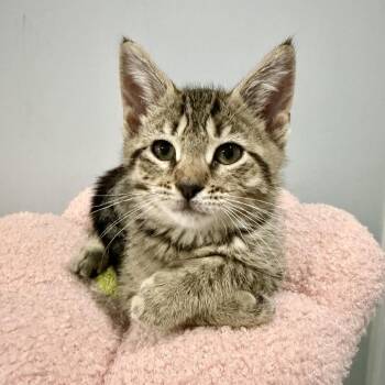 Calliope -  Domestic Short Hair Cat for Adoption - Calliope | PetCurious
