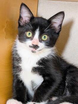 Zavier -  Domestic Short Hair Cat for Adoption in Bellevue, Washington - Zavier | PetCurious