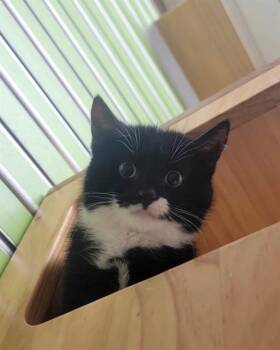 Domestic Short Hair Cats Available for Adoption - BEANIE | PetCurious