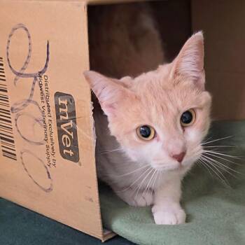 Bailey -  Domestic Short Hair Cat for Adoption in Bloomington, Indiana - Bailey | PetCurious