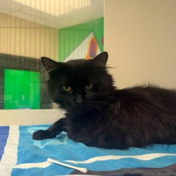Shadow -  Domestic Long Hair Cat for Adoption in Cheyenne, Wyoming - Shadow | PetCurious
