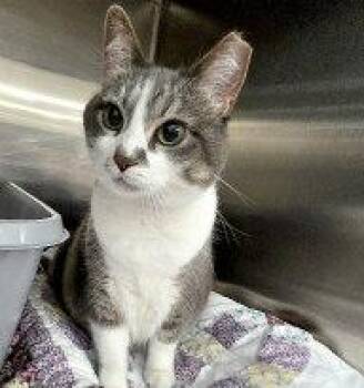 NEBULA -  Domestic Short Hair Cat for Adoption in Henderson, Nevada - NEBULA | PetCurious